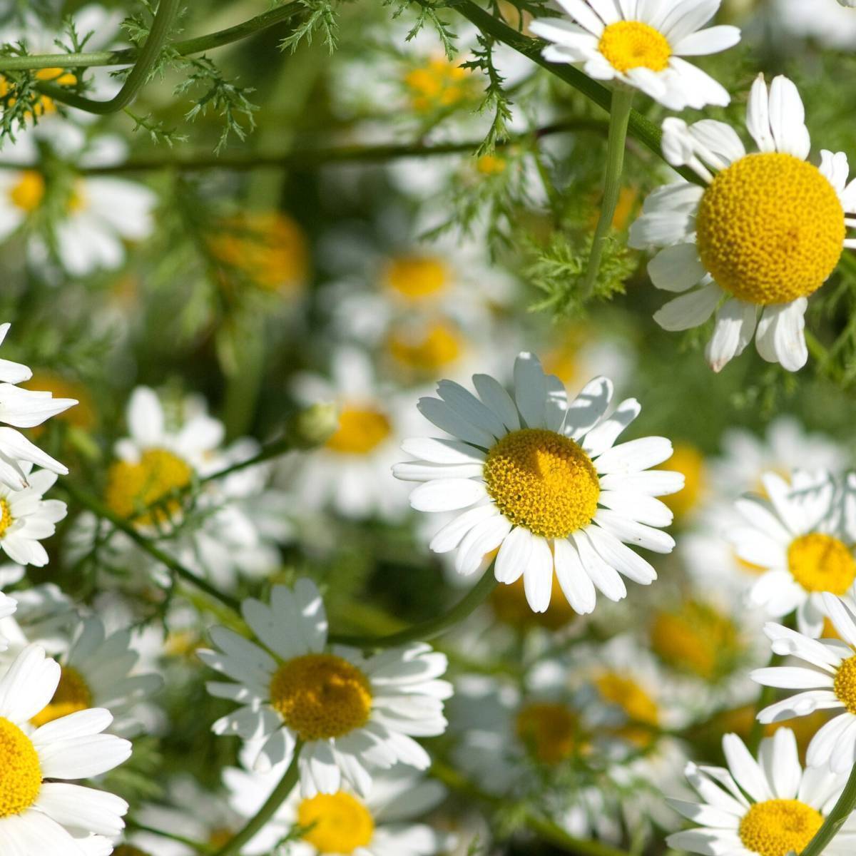 Pyrethrum